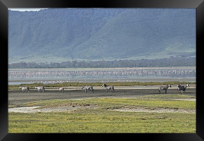 Zebra at Ngorongoro Framed Print by Tony Murtagh