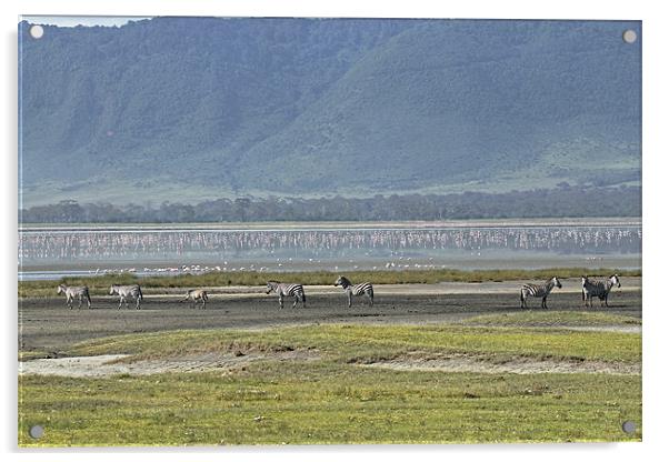 Zebra at Ngorongoro Acrylic by Tony Murtagh