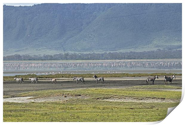 Zebra at Ngorongoro Print by Tony Murtagh