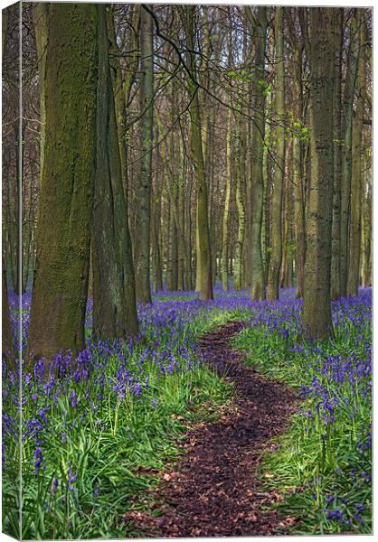 Walk Through Bluebells at Ashridge Canvas Print by Ian Duffield