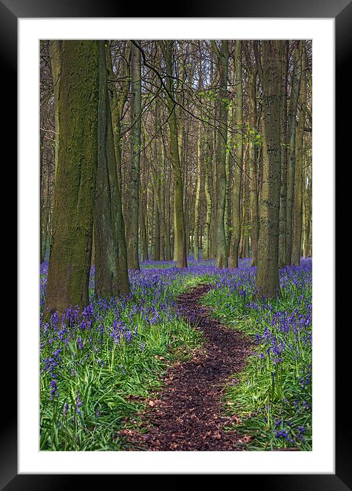Walk Through Bluebells at Ashridge Framed Mounted Print by Ian Duffield
