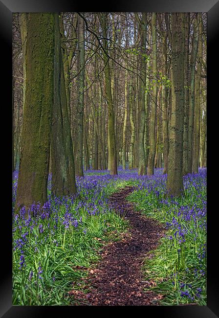 Walk Through Bluebells at Ashridge Framed Print by Ian Duffield