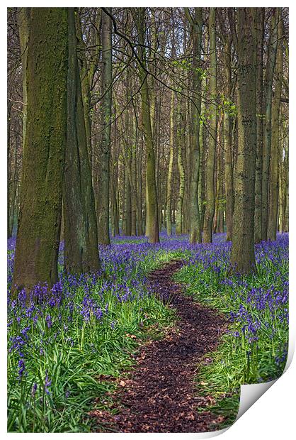 Walk Through Bluebells at Ashridge Print by Ian Duffield