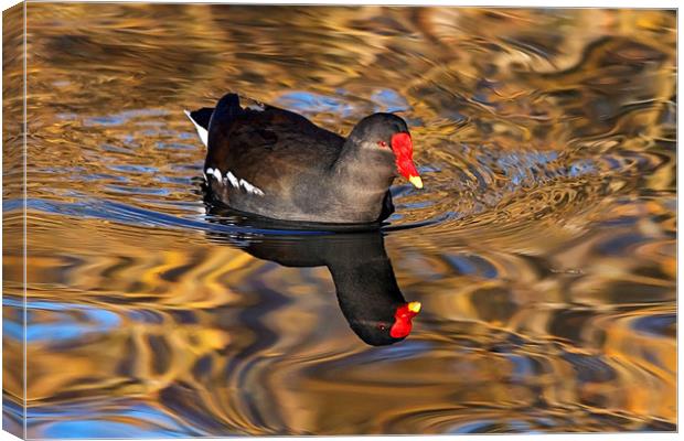 Moorhen swimming on Golden river reflections Canvas Print by Ian Duffield