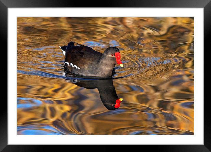 Moorhen swimming on Golden river reflections Framed Mounted Print by Ian Duffield
