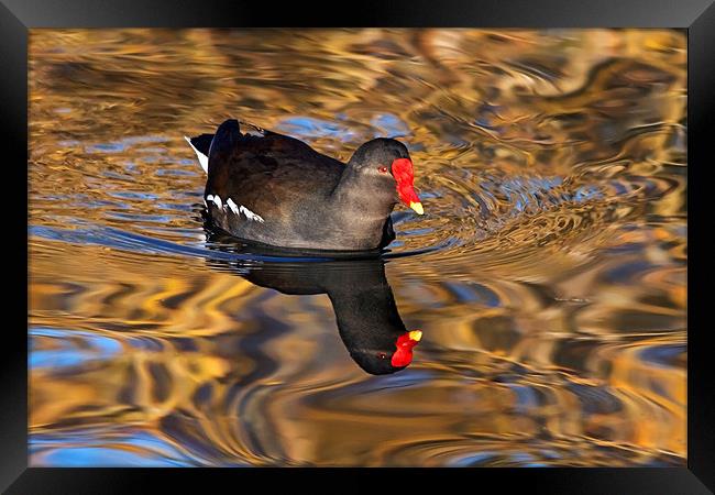 Moorhen swimming on Golden river reflections Framed Print by Ian Duffield