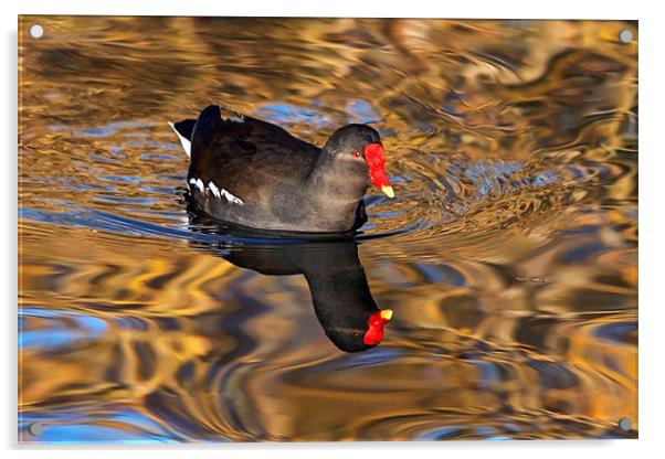 Moorhen swimming on Golden river reflections Acrylic by Ian Duffield