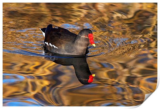 Moorhen swimming on Golden river reflections Print by Ian Duffield