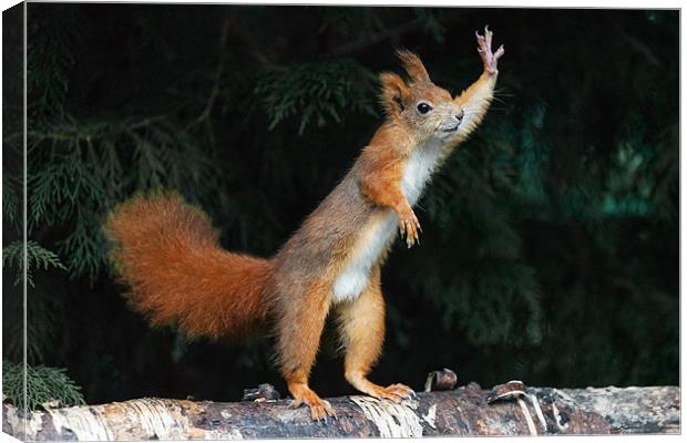 Red Squirrel says "Nuts Please" Canvas Print by Ian Duffield