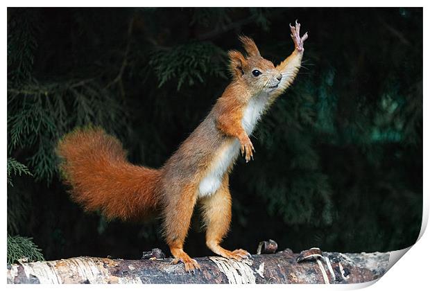 Red Squirrel says "Nuts Please" Print by Ian Duffield
