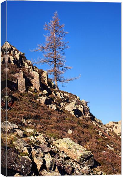 Lonesome Pine on High Rigg Canvas Print by Ian Duffield