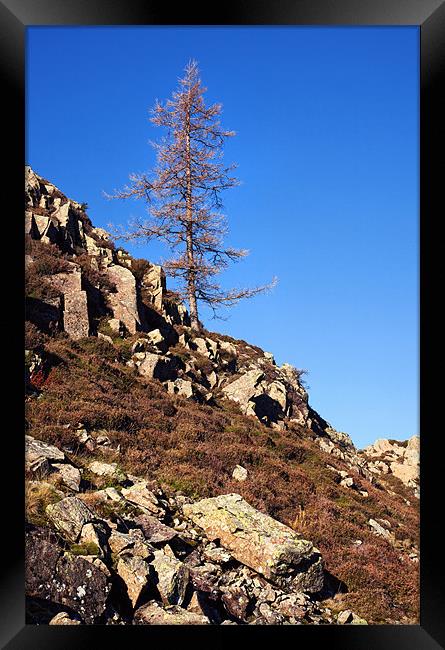 Lonesome Pine on High Rigg Framed Print by Ian Duffield