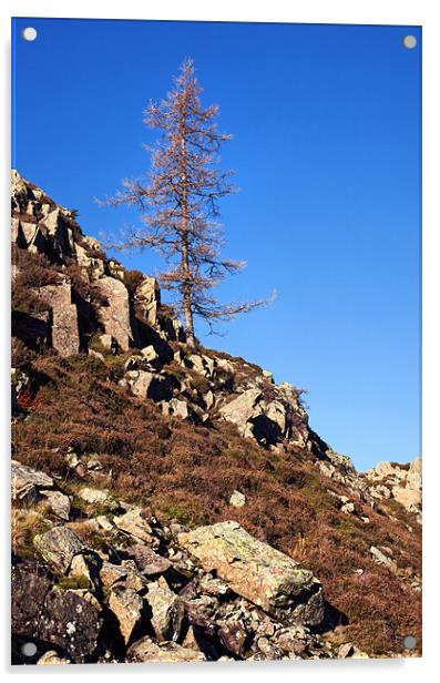Lonesome Pine on High Rigg Acrylic by Ian Duffield