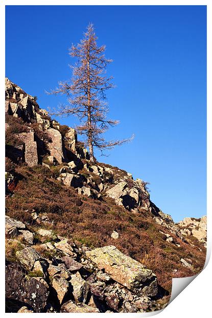 Lonesome Pine on High Rigg Print by Ian Duffield