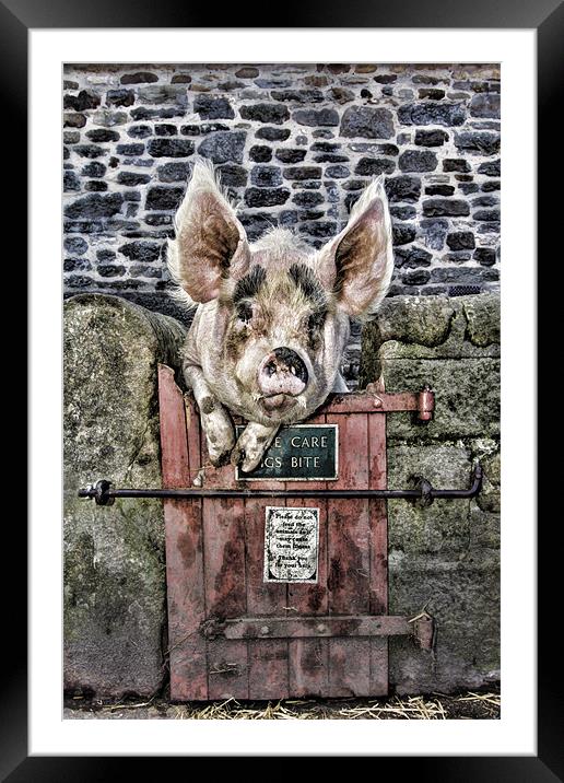 Piggin` Poser Framed Mounted Print by Northeast Images