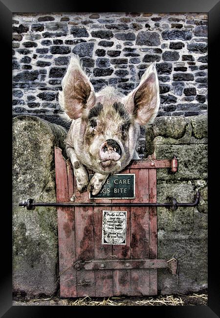 Piggin` Poser Framed Print by Northeast Images
