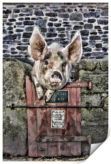 Piggin` Poser Print by Northeast Images