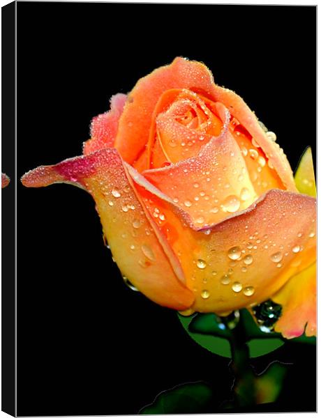 Dewdrops on rose petals Canvas Print by Regis Yaworski