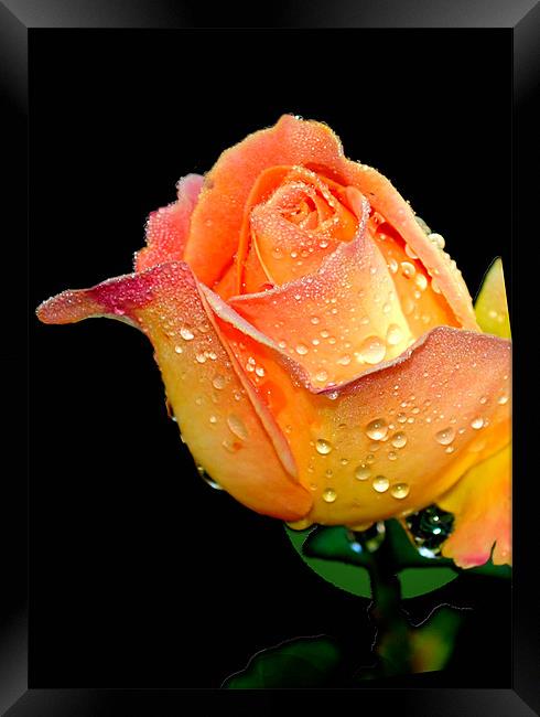Dewdrops on rose petals Framed Print by Regis Yaworski
