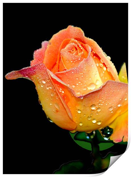 Dewdrops on rose petals Print by Regis Yaworski