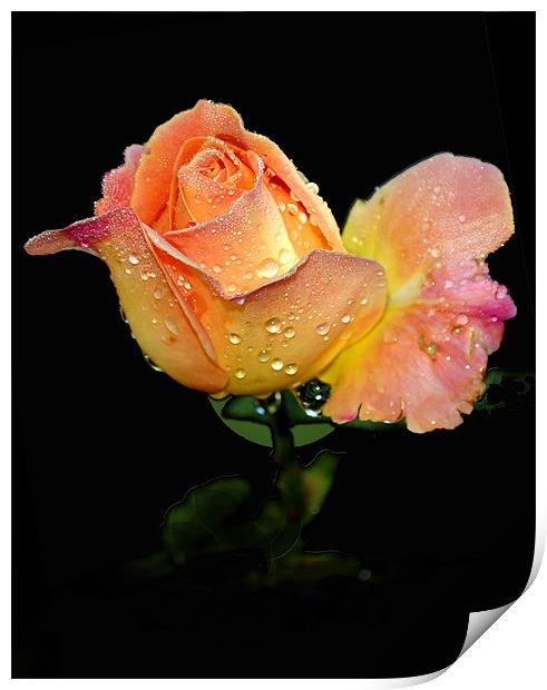 Flower of love Print by Regis Yaworski