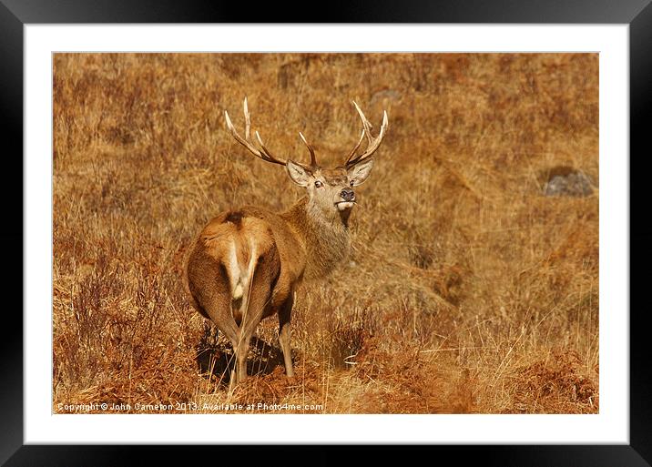 Wild Red Deer Stag. Framed Mounted Print by John Cameron
