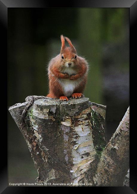 Red Squirrel Framed Print by Dave Burden