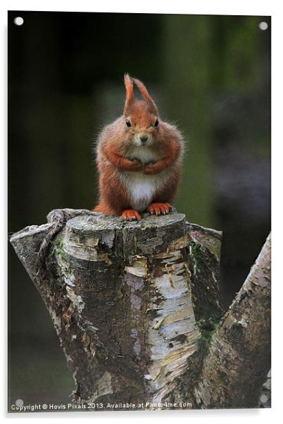 Red Squirrel Acrylic by Dave Burden