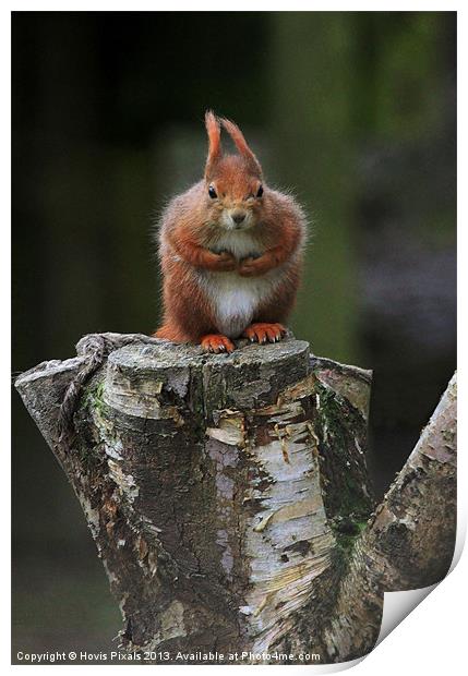 Red Squirrel Print by Dave Burden