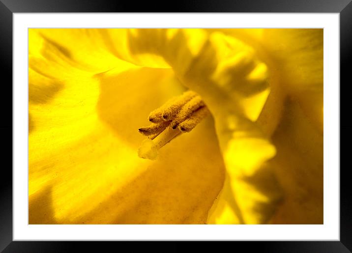 yellow Framed Mounted Print by keith sutton