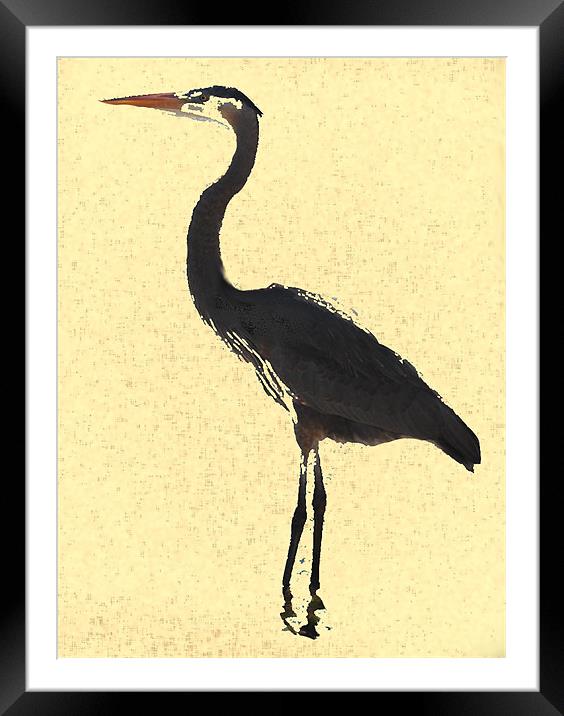 Heron wading in ocean Framed Mounted Print by Regis Yaworski