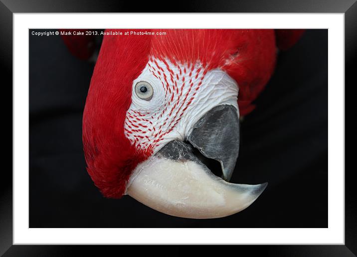 Macaw head Framed Mounted Print by Mark Cake