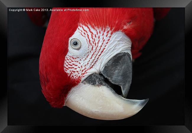 Macaw head Framed Print by Mark Cake