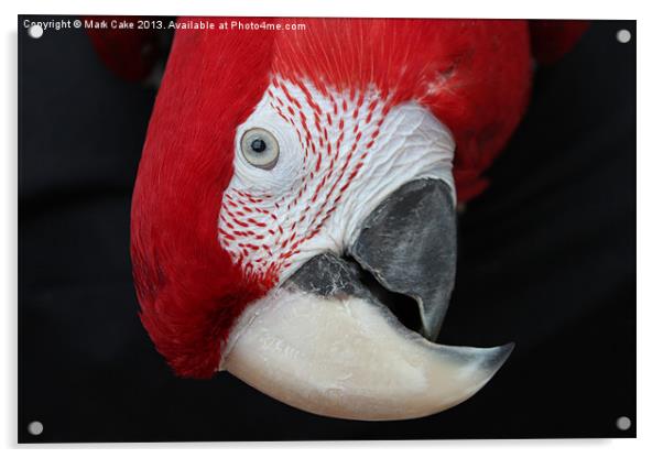 Macaw head Acrylic by Mark Cake