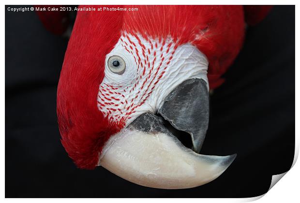 Macaw head Print by Mark Cake