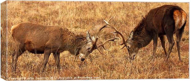 Wild Red Deer Stags Sparring. Canvas Print by John Cameron