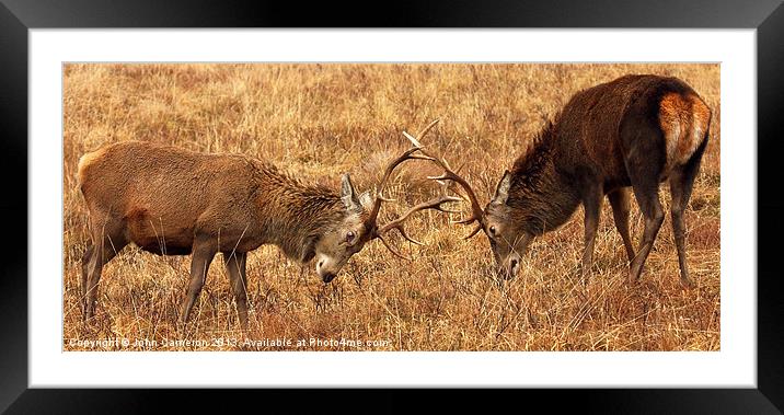 Wild Red Deer Stags Sparring. Framed Mounted Print by John Cameron