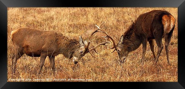 Wild Red Deer Stags Sparring. Framed Print by John Cameron