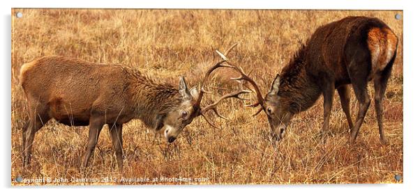 Wild Red Deer Stags Sparring. Acrylic by John Cameron