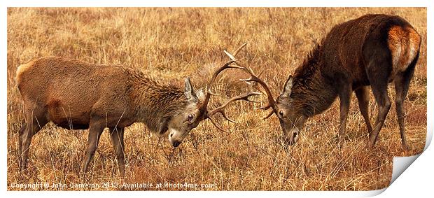 Wild Red Deer Stags Sparring. Print by John Cameron