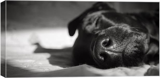 Black Labrador Asleep Canvas Print by Simon Wrigglesworth