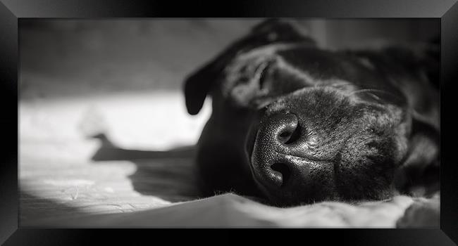 Black Labrador Asleep Framed Print by Simon Wrigglesworth