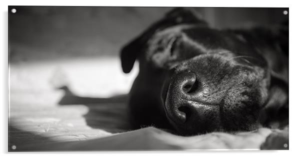 Black Labrador Asleep Acrylic by Simon Wrigglesworth