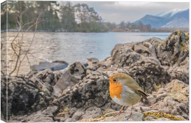 Cumbrian Robin Canvas Print by Phil Tinkler