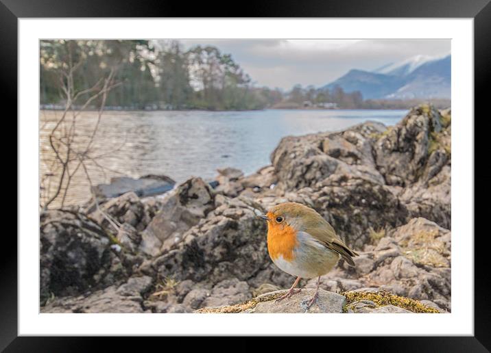 Cumbrian Robin Framed Mounted Print by Phil Tinkler