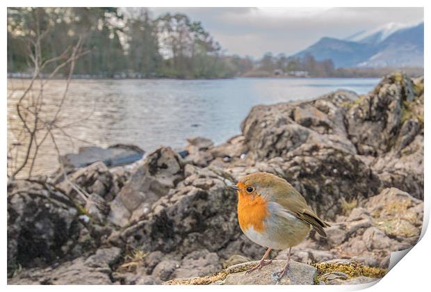 Cumbrian Robin Print by Phil Tinkler