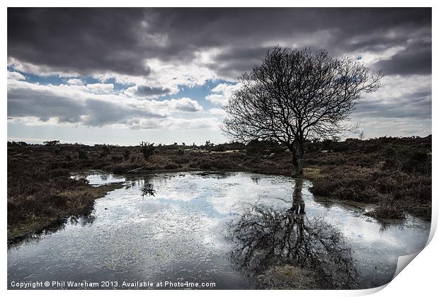 Burley, New Forest Print by Phil Wareham