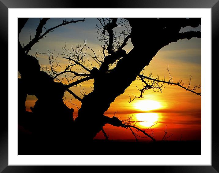 simple nature Framed Mounted Print by dale rys (LP)