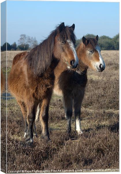 New Forest Ponies Canvas Print by Chris Day