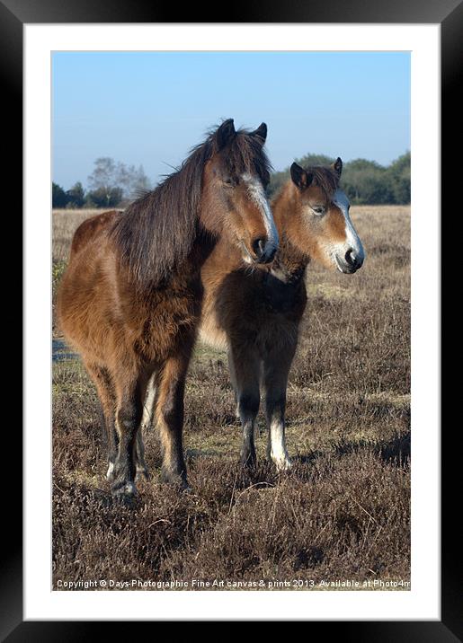 New Forest Ponies Framed Mounted Print by Chris Day